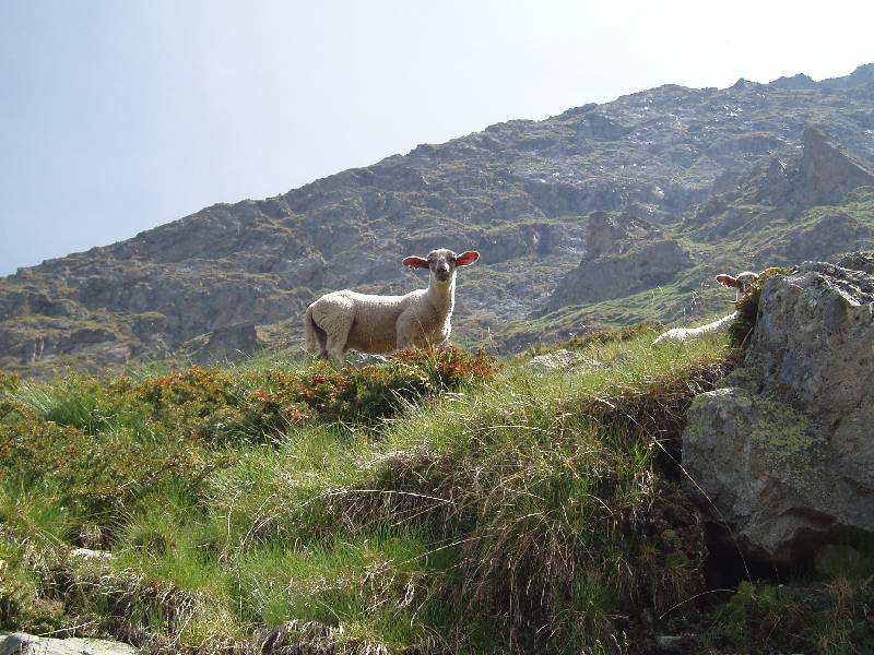 Youri - Ecrins 2005 347 